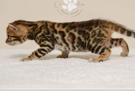 Bengal Male Cat For Sale